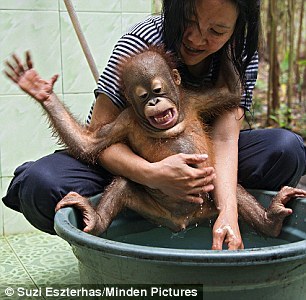 马来西亚可爱小猩猩想尽办法拒绝洗澡（组图）